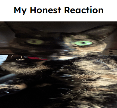 Honest Reaction Cat GIF - Honest Reaction Cat GIFs
