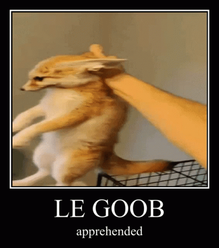Le Goob Fennec Fox GIF - Le Goob Fennec Fox Scruff GIFs