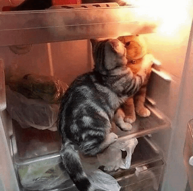 two cats are sitting on a refrigerator shelf looking at something .