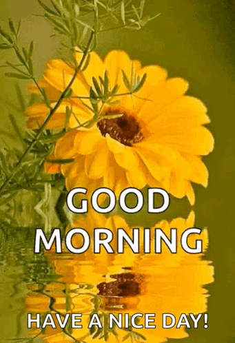 Good Morning GIF - Good Morning Flowers GIFs