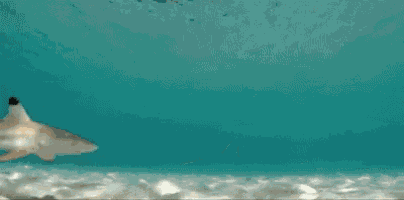 a shark with a black tail is swimming in the ocean .