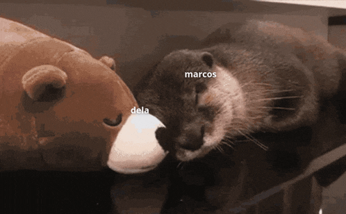 two stuffed otters laying next to each other with marcos written on the bottom