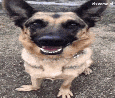 a german shepherd dog is smiling and looking at the camera while standing on its hind legs .