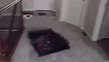Dog Jumped GIF - Dog Jumped Out Of The Room GIFs