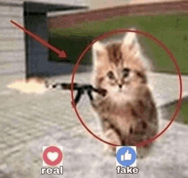 a kitten is holding a gun in a circle surrounded by a heart and a like .