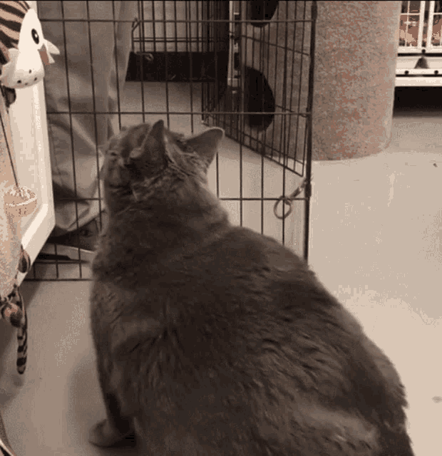 a cat is sitting in a cage and looking at something