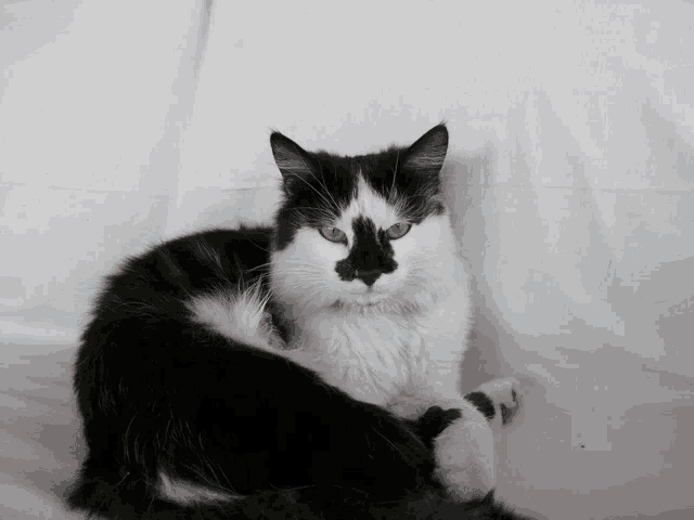 a black and white cat with green eyes laying on a white couch