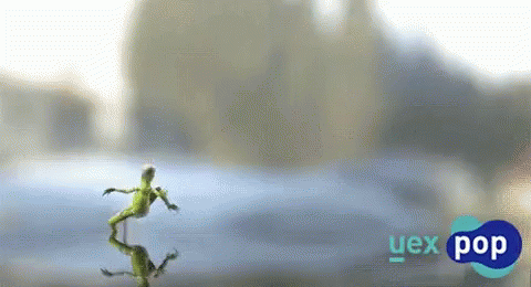 Uexpop Frog GIF - Uexpop Frog Run On Water GIFs