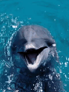 a close up of a dolphin with its mouth open