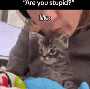 Silly Cat GIF - Silly Cat Car GIFs