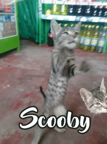 Cat Scooby GIF - Cat Scooby GIFs