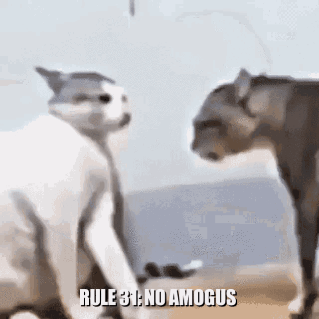 Rule31 GIF - Rule31 GIFs