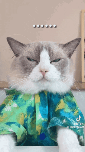 a cat wearing a green and yellow shirt with tiktok written on the bottom