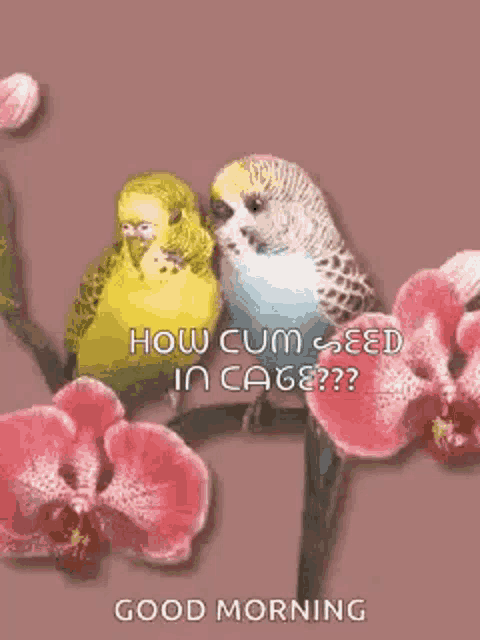 a couple of parakeets sitting on top of a flower branch .