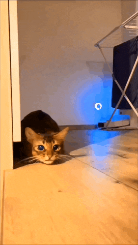 a cat with blue eyes is peeking out of a doorway