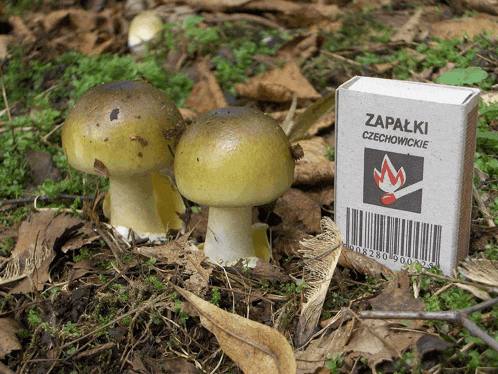 a pair of mushrooms next to a box of zapalniki czechowickie matches