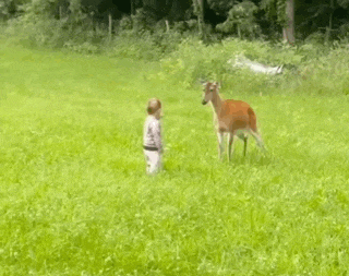 a child is running towards a deer in a grassy field