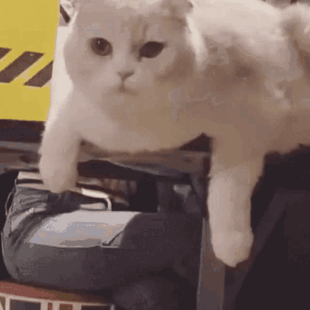 Fat Your Fat GIF - Fat Your Fat Cat GIFs