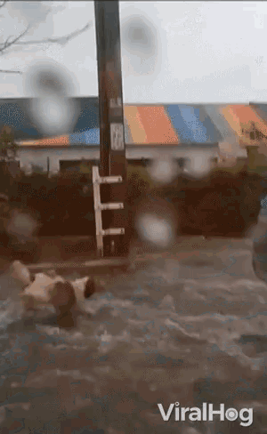 a video of a dog swimming in a flooded street is being uploaded to viralhog