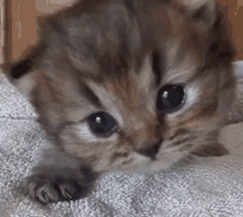 Meow Cat GIF - Meow Cat Cute GIFs