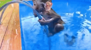 a monkey is playing with a water hose in a swimming pool .