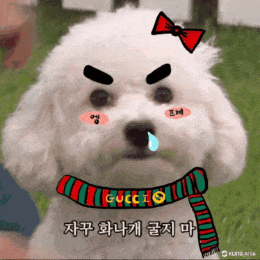 a white poodle with a red bow on its head and a scarf that says gucci
