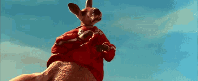 a kangaroo is wearing a red sweater and standing in the air .