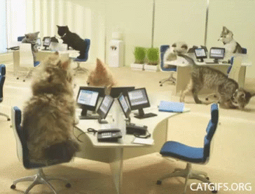 Funny Animals Cats GIF - Funny Animals Cats Funny GIFs