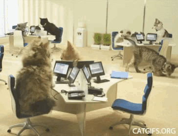 a group of cats are sitting at desks in an office with a catgifs.org logo in the corner