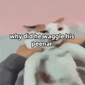 a cat with the words why did he waggle his peenar written on it