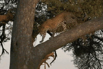 a leopard climbs a tree branch looking for food