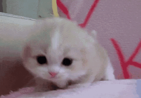 a small kitten is sitting on a pink blanket with its mouth open and looking at the camera .