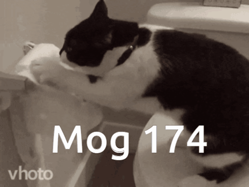 Mog Mogcat GIF - Mog Mogcat Mog 174 GIFs
