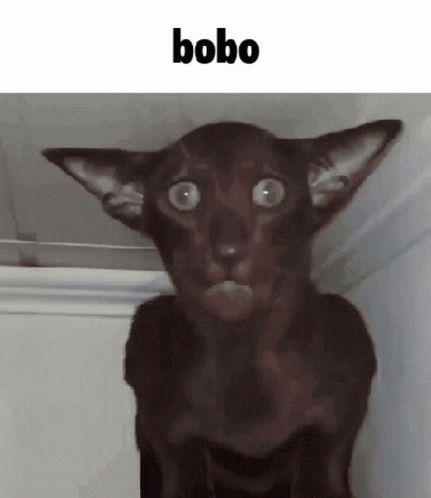 Bobo Cat GIF