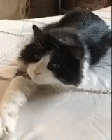 Determined Kitty GIF - Determined Kitty Bad GIFs