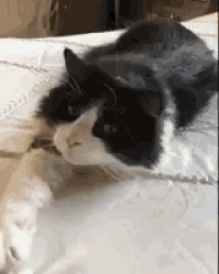 a black and white cat is laying on a bed and looking at the camera .