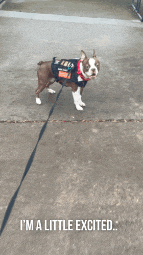 a dog on a leash with the words " i 'm a little excited " below it