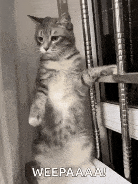 a cat is standing on its hind legs on a window sill and looking out .