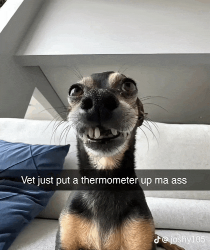 a dog sitting on a couch with a caption that says vet just put a thermometer up ma ass