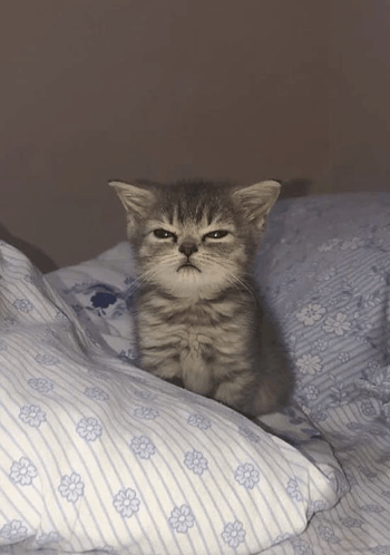 Angry Kitten GIF - Angry Kitten GIFs