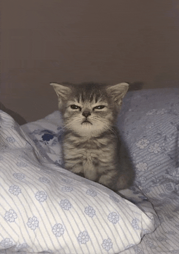 a kitten is sitting on a bed with a striped pillow