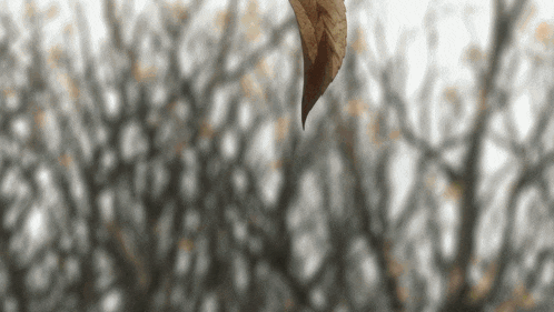 a leaf is hanging from a tree branch with a blurred background