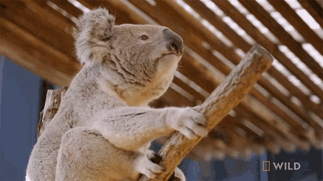 Smelling Something National Geographic GIF - Smelling Something National Geographic Secrets Of The Zoo Down GIFs
