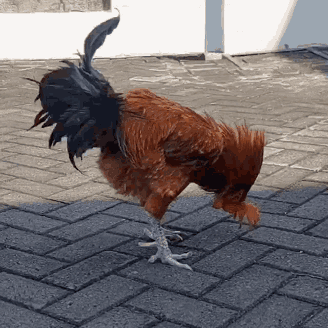 Ayam Ayam Reog GIF - Ayam Ayam Reog Ayam Roll Depan GIFs