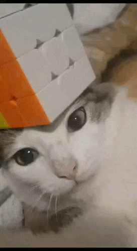 a cat with a rubik 's cube on top of its head
