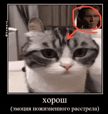 a picture of a cat with an arrow pointing to a man