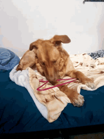 a dog is laying on a blanket with a pink rubber band around its neck
