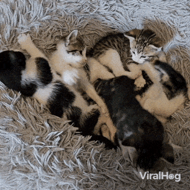 Litter Of Kittens Cats GIF - Litter Of Kittens Cats Viralhog GIFs