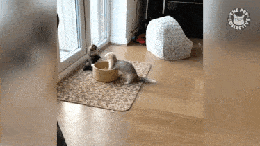 two ferrets are playing with a bowl of food in a living room