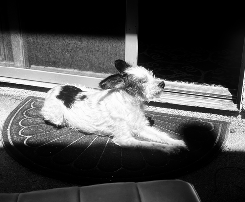 Puppy Sun Bathe GIF - Puppy Sun Bathe Dog GIFs